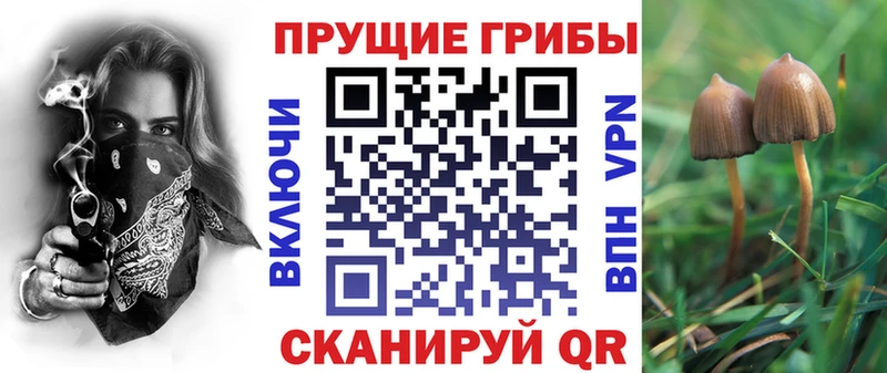 Галлюциногенные грибы Psilocybine cubensis  где найти   Первомайск 